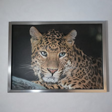 Quadro 3D Leopardo Grande Nova