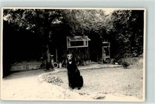 39283284 - Pastore Malinois nero