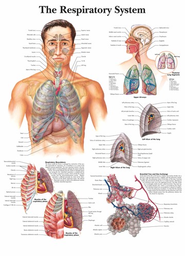 The respiratory system - system, posters