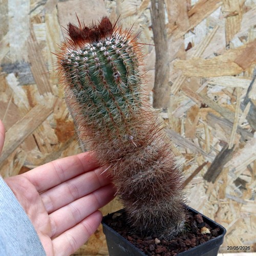Notocactus rutilans vaso - 7, cm