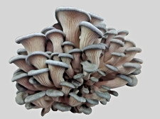 Set coltivazione funghi ostrica blu - kit coltivazione fresco per autocoltivazione