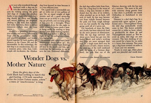 Iditarod dog sled - iditarod, race