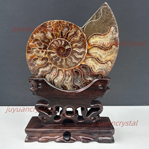 Ammonite naturale fossile - ammonite,