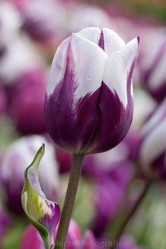 Tulipano importato olanda - tulipano,