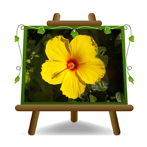 Hibiscus tahiti gialla pianta - tahiti,