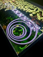 Anello Galleggiante per