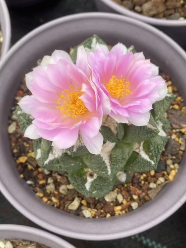Ariocarpus hintonii godzilla - ariocarpus, hintonii/godzilla/