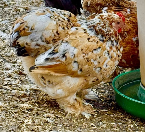 Uova cova gallo razze - da,