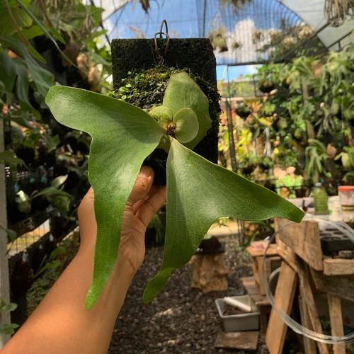 Platycerium artemis rara - artemis,