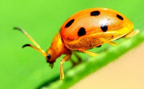 Vera coccinella harmonia - coccinella,