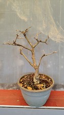 Bonsai Wisteria sinensis