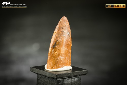 Dente fossile dinosauro - fossile, di