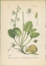 Chromolithographie 