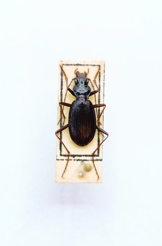Entomology taxidermy - entomology,