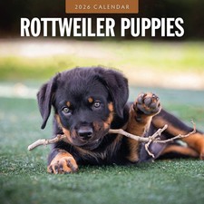 Calendario da parete quadrato Rottweiler Puppies 2026