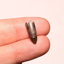 Dente di coccodrillo radicato