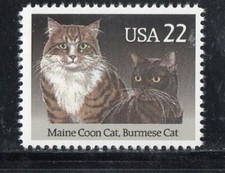 2374 * MAINE COON ~ BURMESE