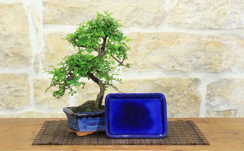 Bonsai zelkova parvifolia 6 - bonsai,