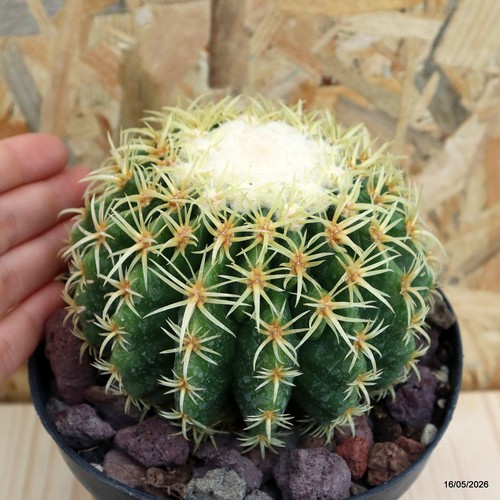 Echinocactus grusonii