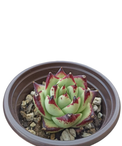 Echeveria agavoides var - echeveria,