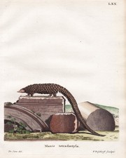 Incisione Di Pangolino A Coda Lunga Schuppentier In Rame 1755