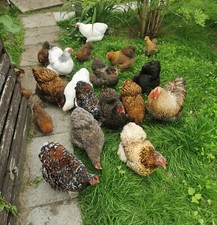 6 galline nane Orpington uova
