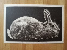 CARTOLINA POSTALE - RAZZA