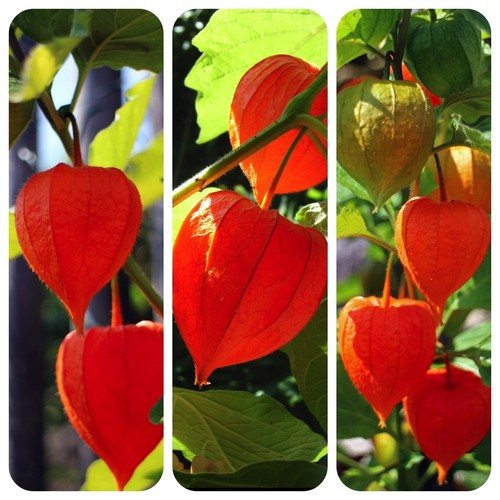Lampionblume physalis - lampionblume,