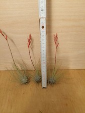 Tillandsia fucsii var