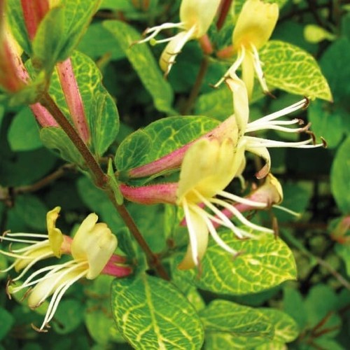 Caprifoglio aureoreticulata - caprifoglio,