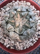 Ario-fissus lloydii da