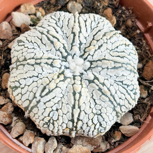 Astrophytum superkabuto