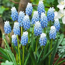 Muscari bulbi di fiori cipolle