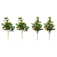 Set 2 limoni vivaci