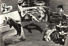 Flipper TV Show Dolphin Luke