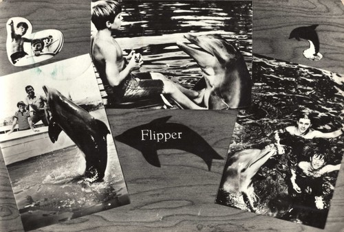 Flipper show delfino - flipper, tv