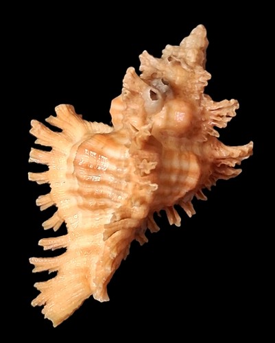 Bellissimo colore chicoreus - bellissimo,
