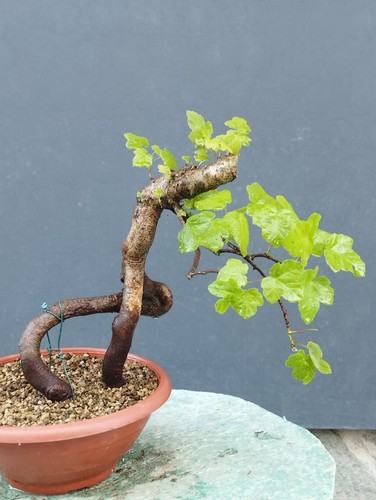 Pre bonsai acero campestre - pre-bonsai,