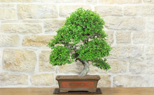 Bonsai olmo cinese - di,