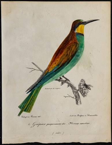1830 gruccione europa - 1830,