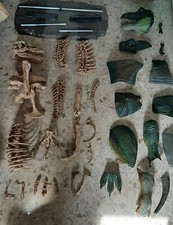 T-Rex gigante 120cm scheletro fossile dinosauro collezione museo parco 450€ 