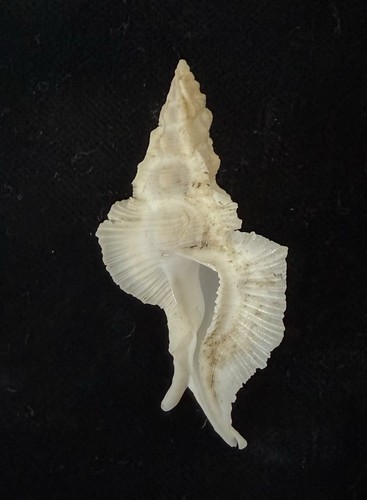 Sea shell pterynotus alatus - sea,