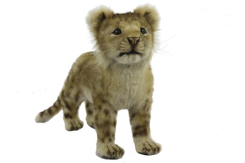 Hansa lion cub standing - lion,