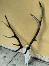 Trofeo di caccia cervo rosso tassidermia taxidermy corna no bird birds capriolo