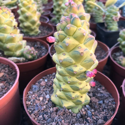 Pezzo cm monadenium - pezzo,