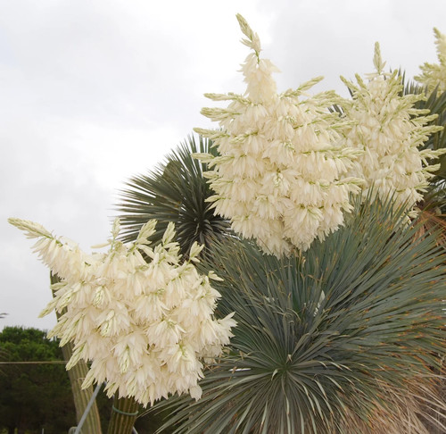Yucca rostrata 10cm - ,