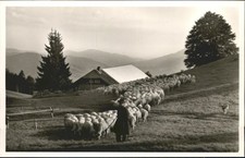 Focolare di pecore 
