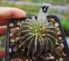 Raro cactus succulento vivente