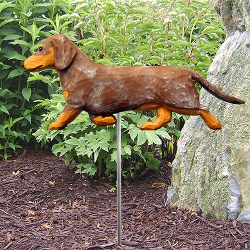 Dachshund outdoor giardino - outdoor,