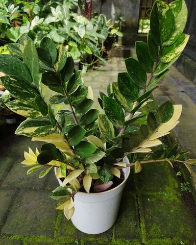 Zamioculcas zamiifolia - zamioculcas,